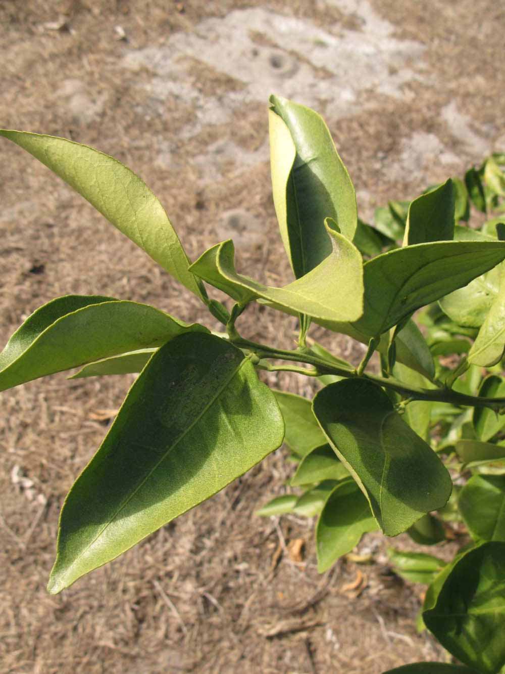            Sun leaves (Itaborai, Winter Haven, FL)   
